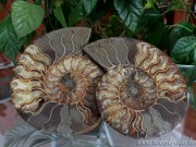 amonit polirani 18cm